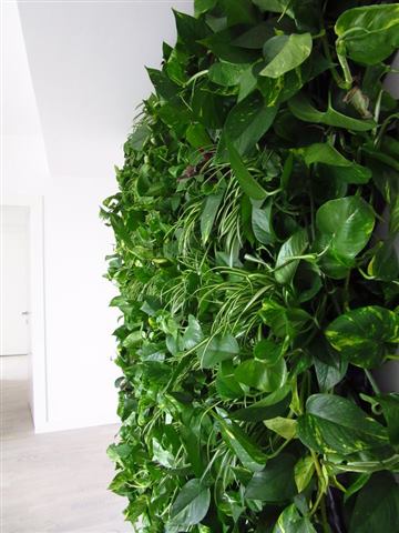 Grădină verticală cu plante naturale – Iancu Nicolae, foto 16 din 26